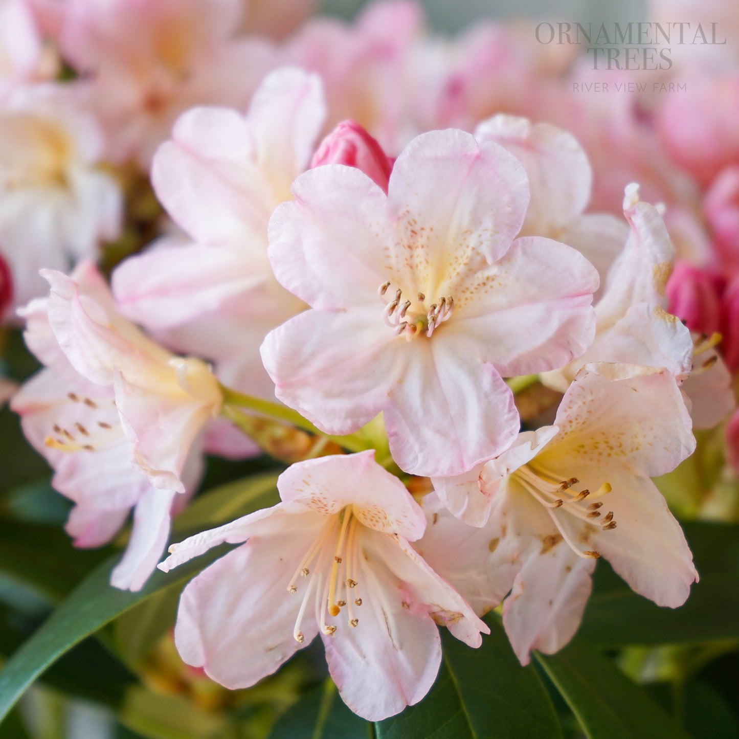 Rhododendron Percy Wiseman Flowers