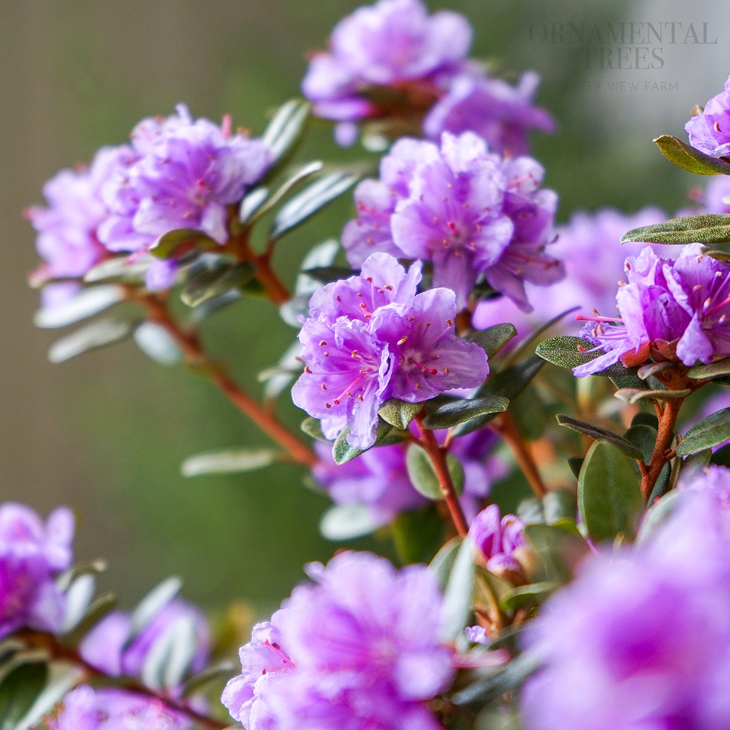 Rhododendron Purple Gem flowers