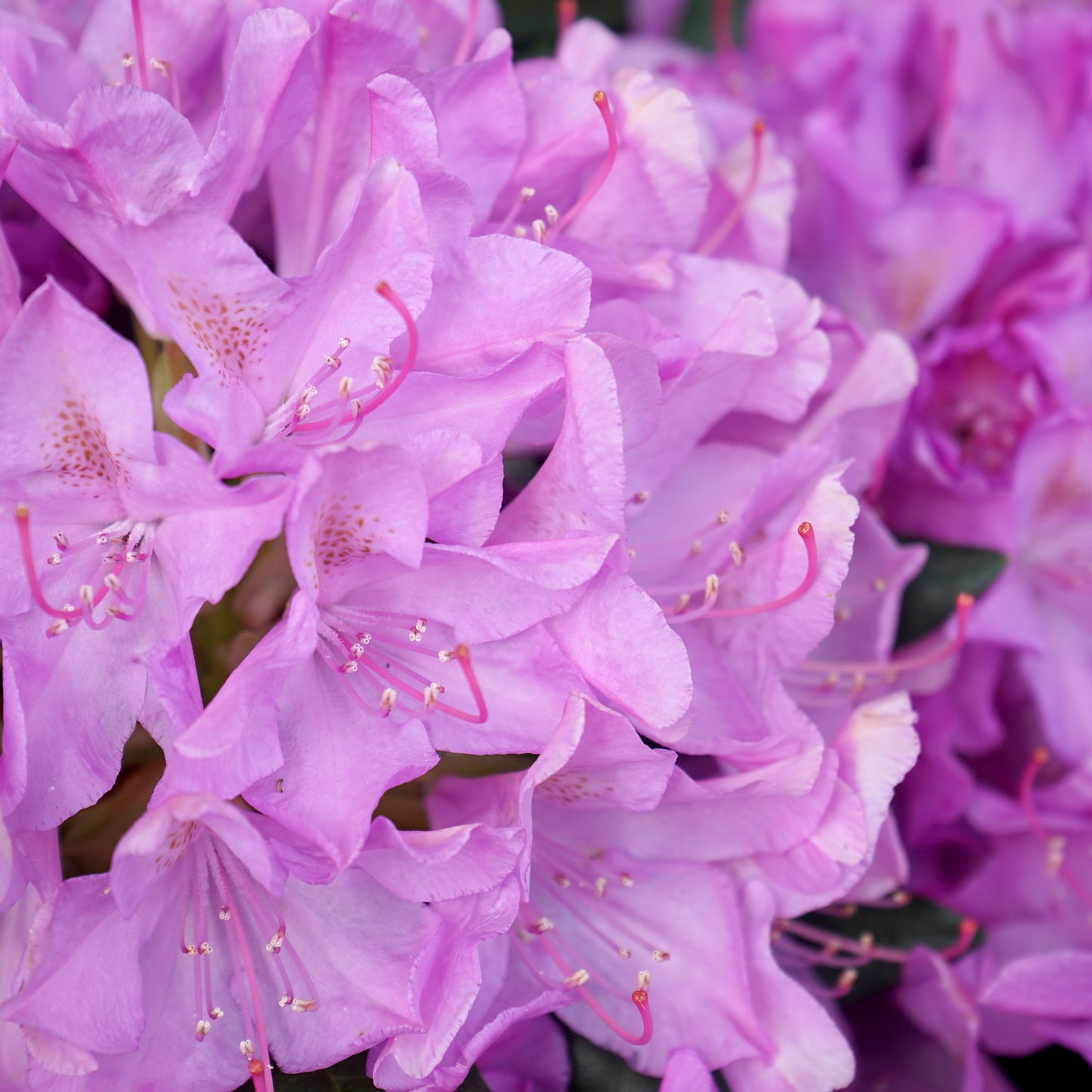 Rhododendron 'Roseum Elegans' shrub