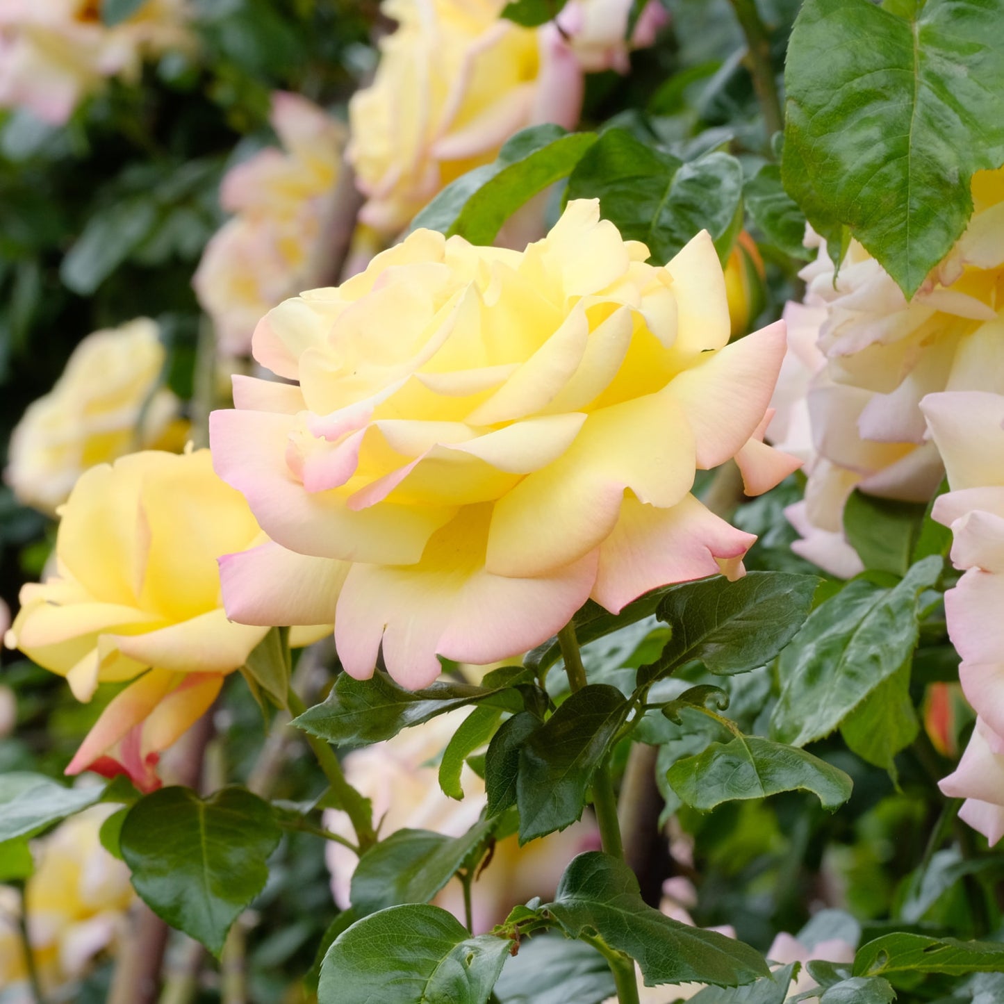 Rose 'Peace' yellow and pink flowers