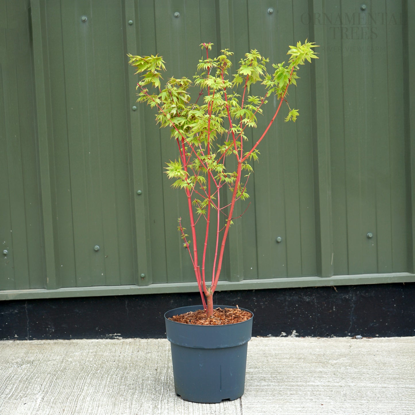 Acer palmatum 'Sango-kaku' in 12L pot