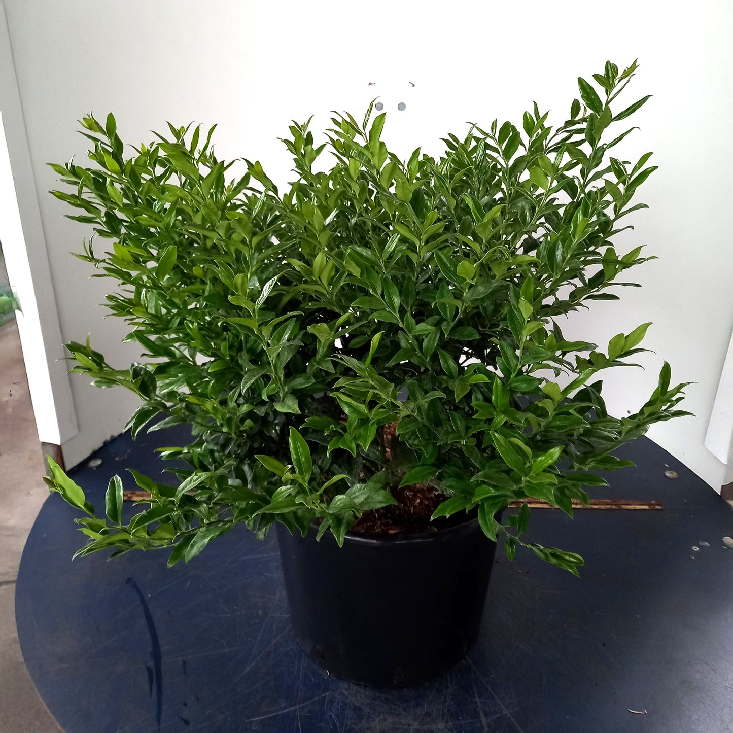 Sarcococca confusa bush in container