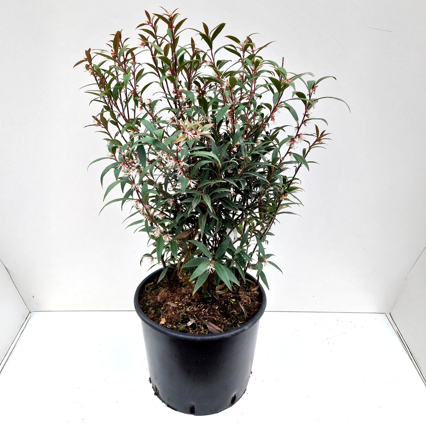 Sarcococca Purple Stem bush in container