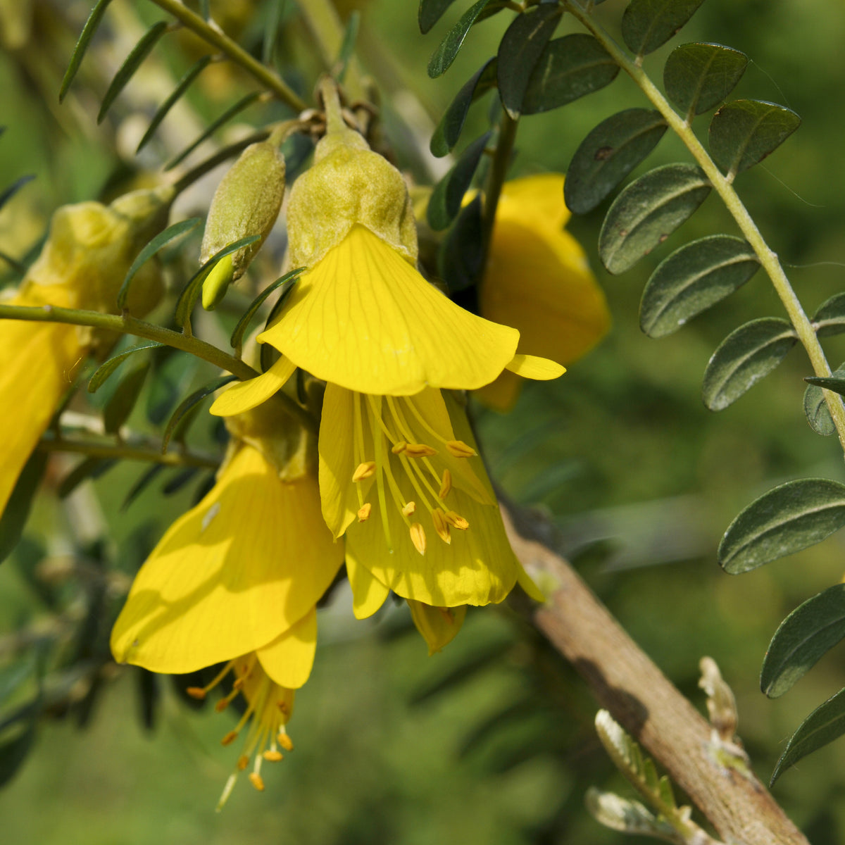 Sophora microphylla 'sun king'