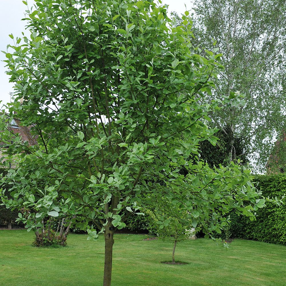 Sorbus latifolia Henk Vink Whitebeam