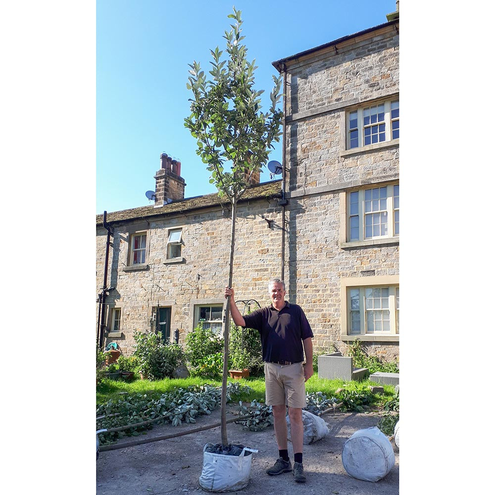 Sorbus aria Lutescens mature whitebeam tree for sale