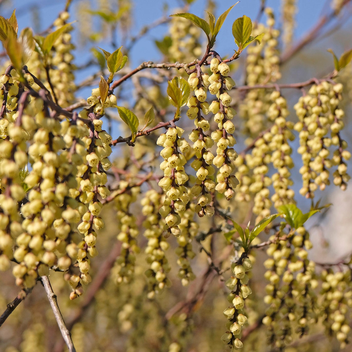 Stachyurus praecox