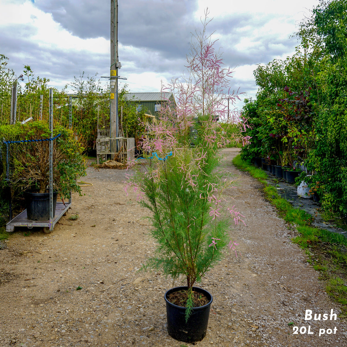 Tamarix ramosissima 'Pink Cascade' Shrub