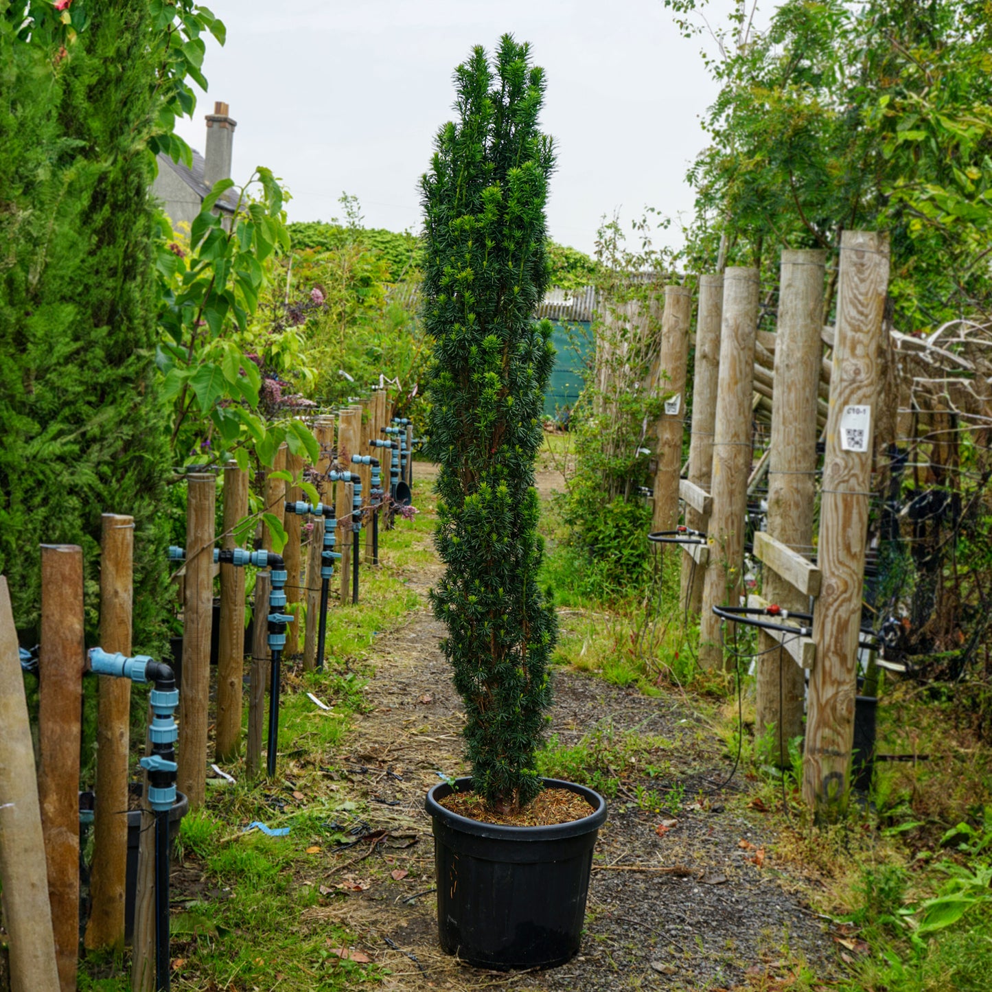 Taxus Baccata 'Fastigiata Robusta'