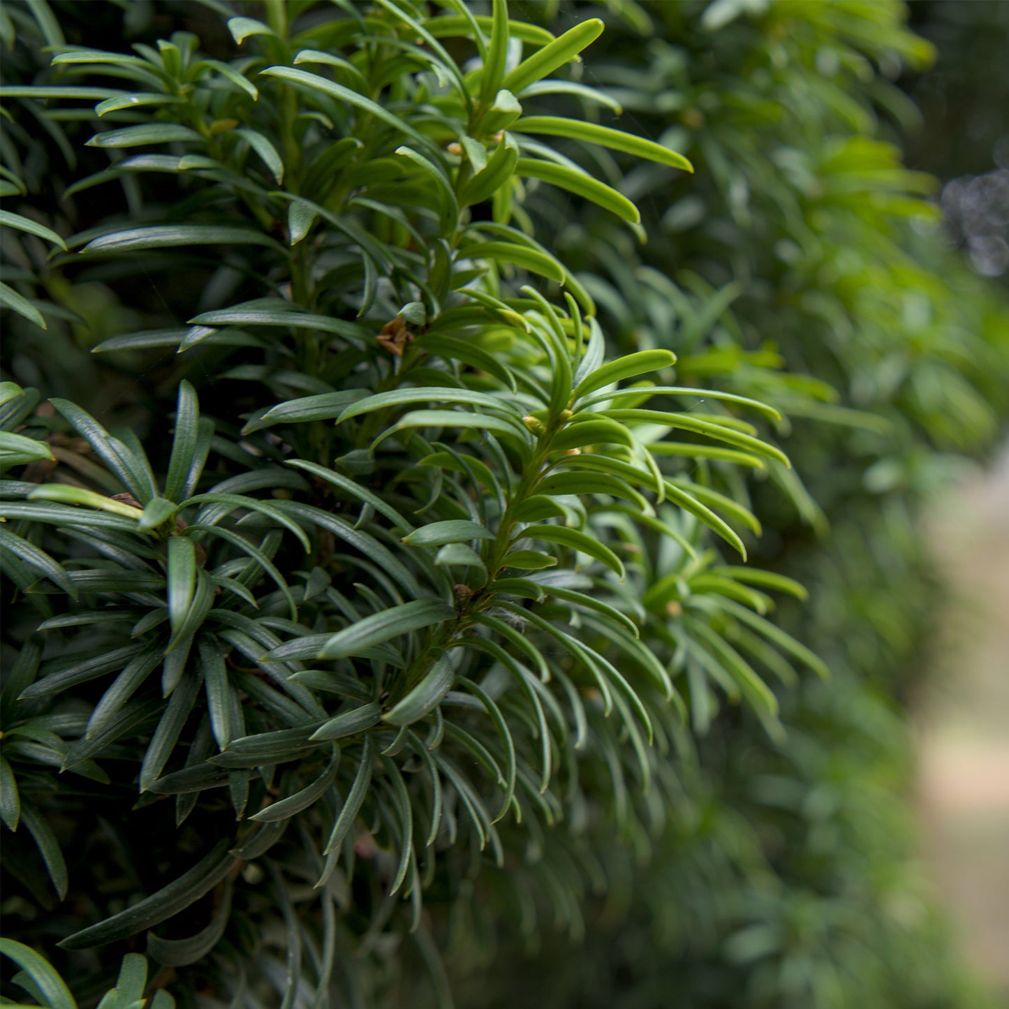 Taxus baccata 'Fastigiata Robusta' Tree