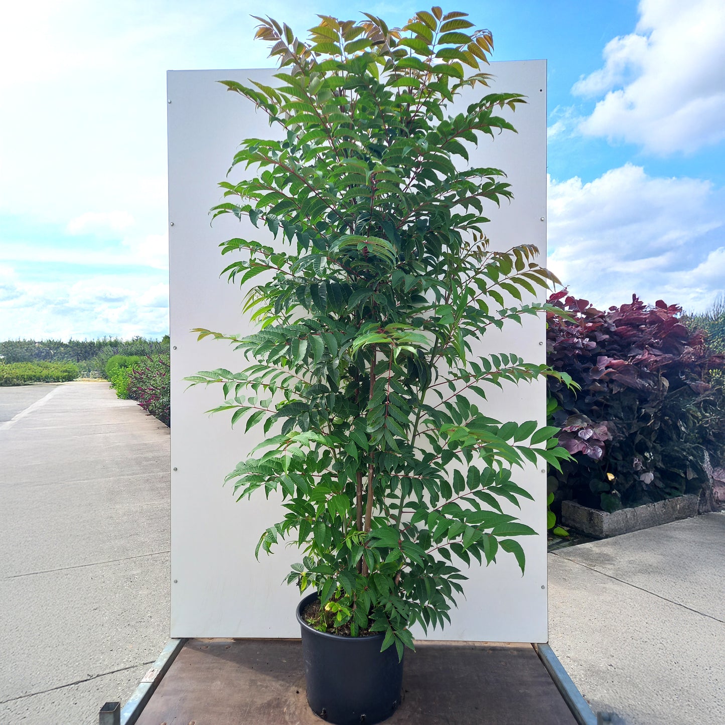 Toona Flamingo in container