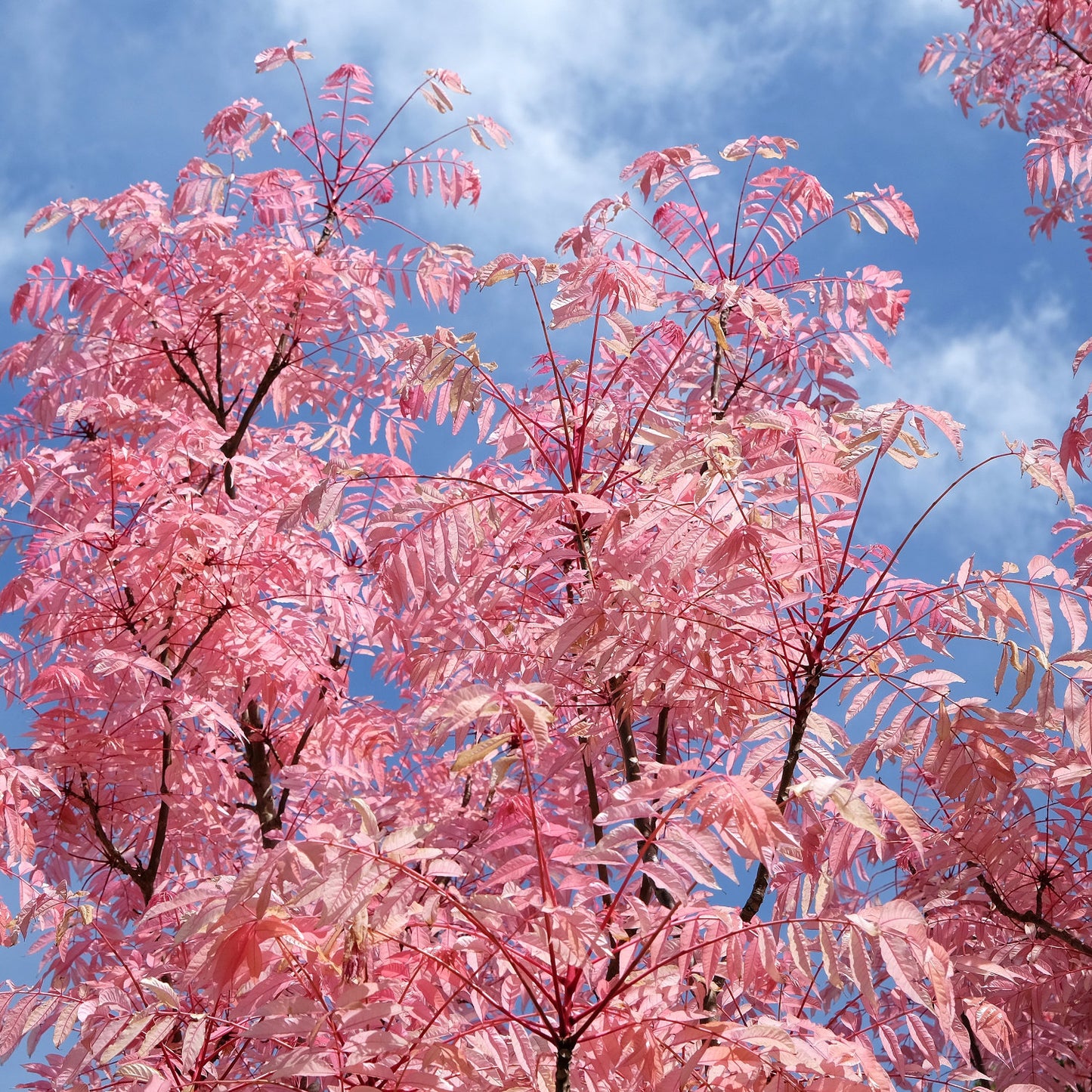 Toona Sinensis Flamingo