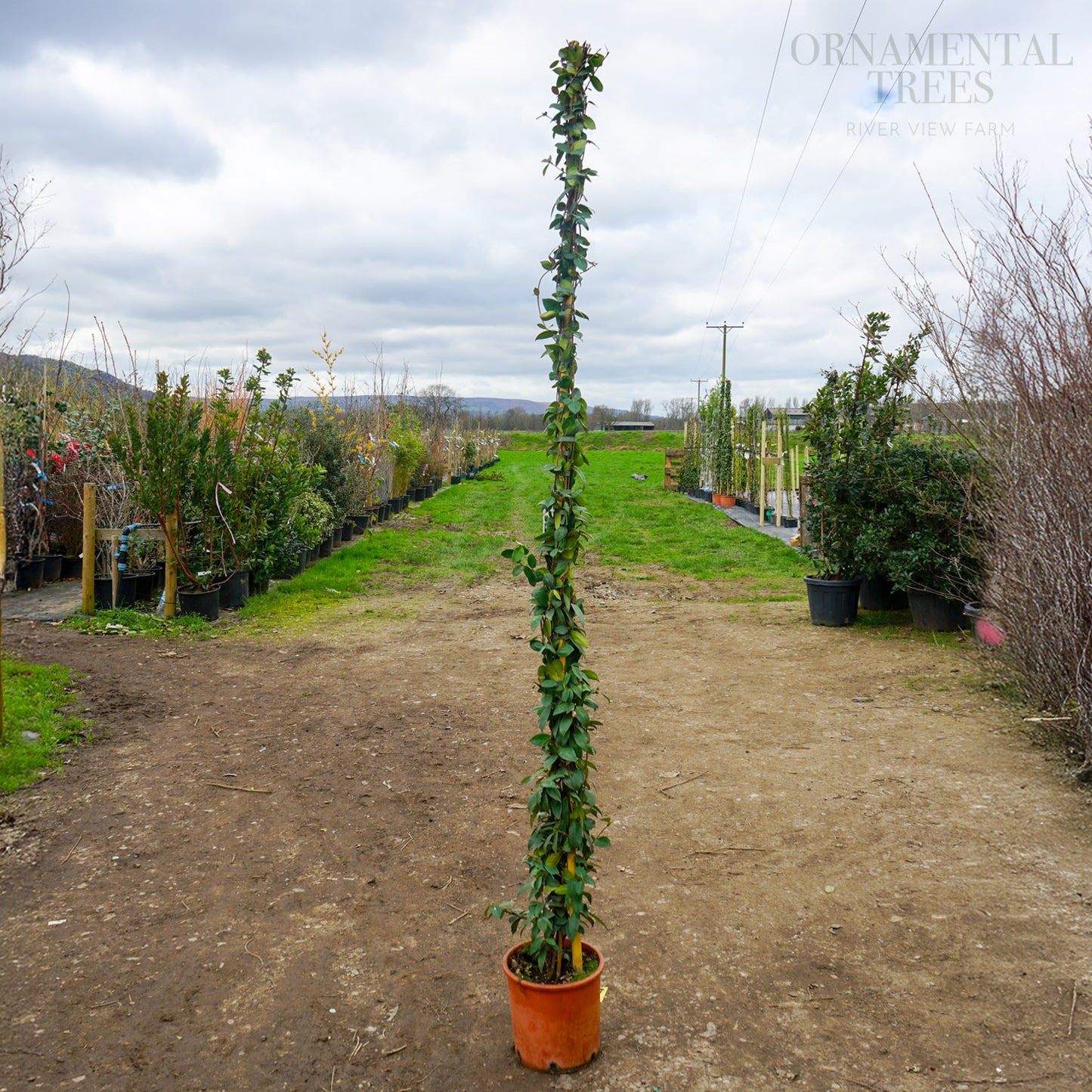 Trachelospermum jasminoide climber
