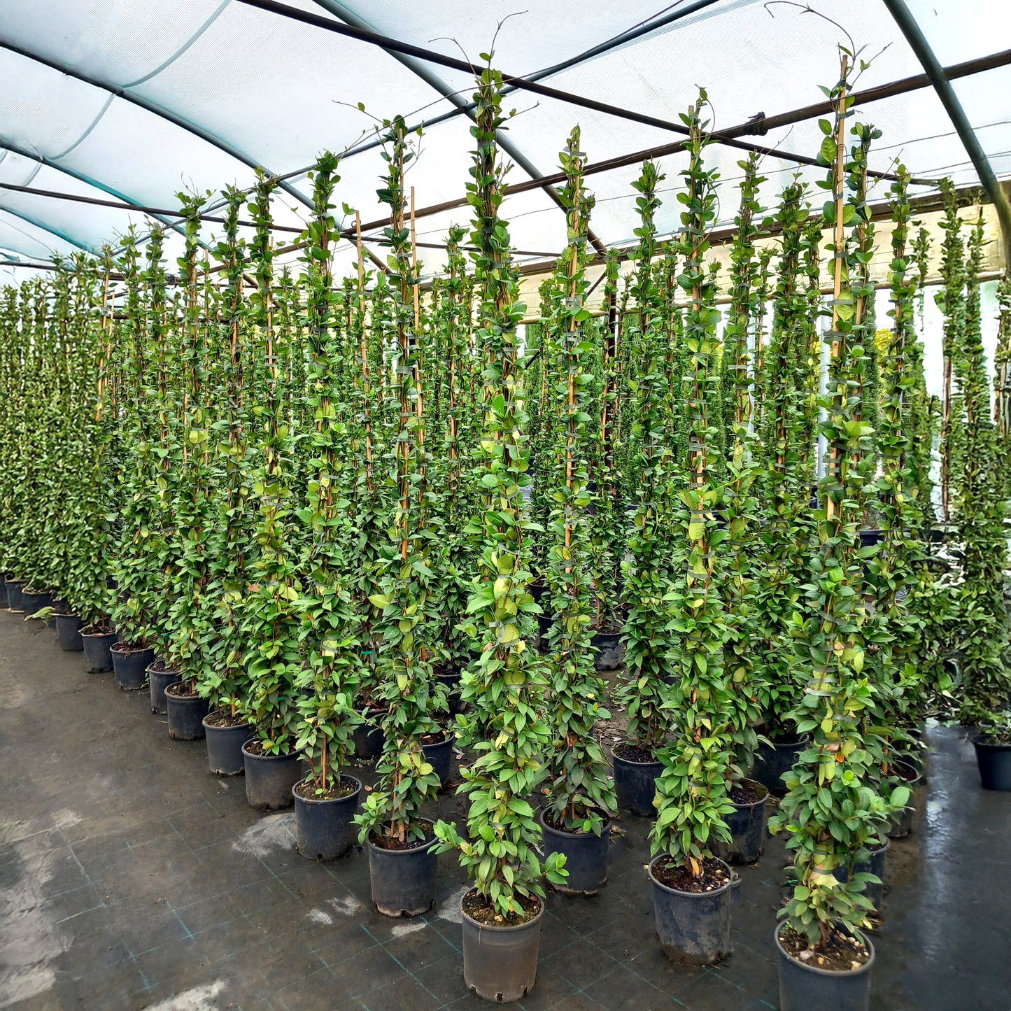 Trachelospermum Jasminoides