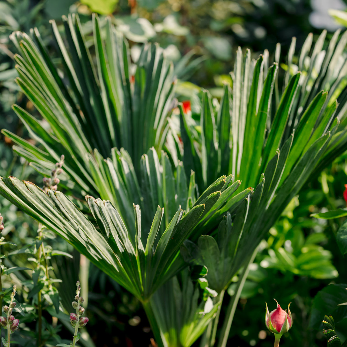 Trachycarpus Wagneriana sq