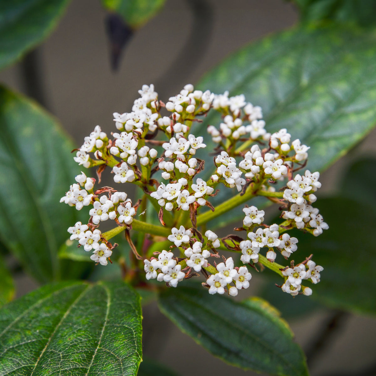 Viburnum davidii