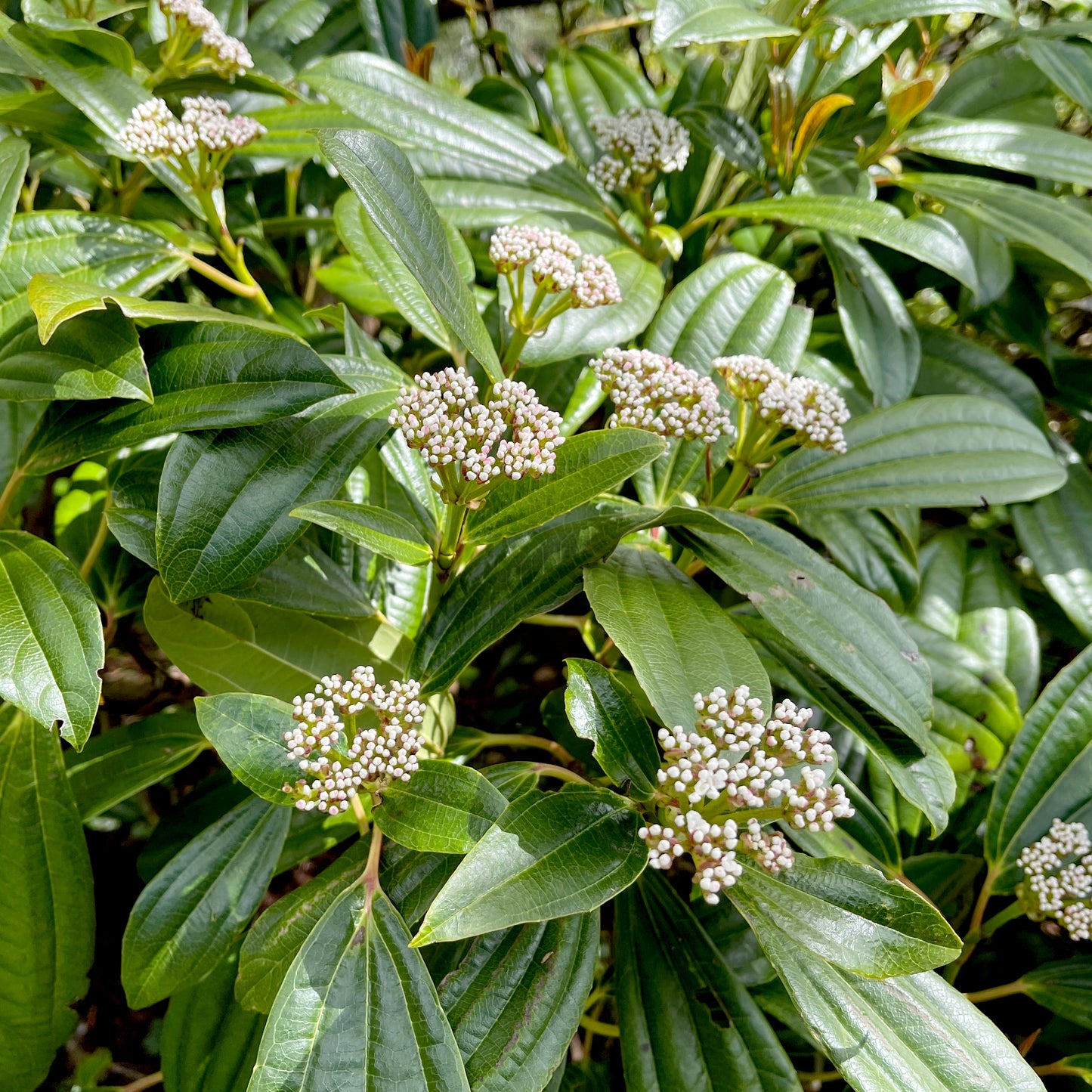 Viburnum davidii
