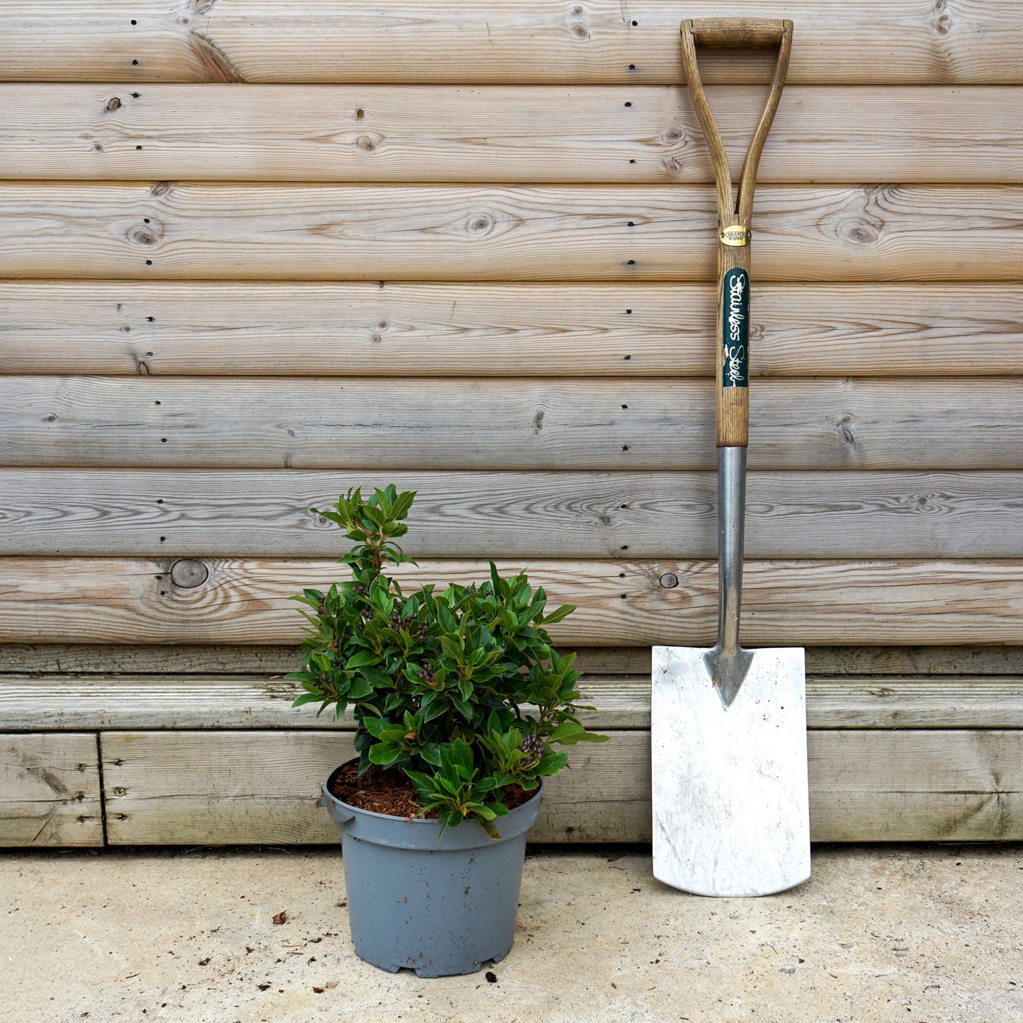 Viburnum Tinus 5L pot