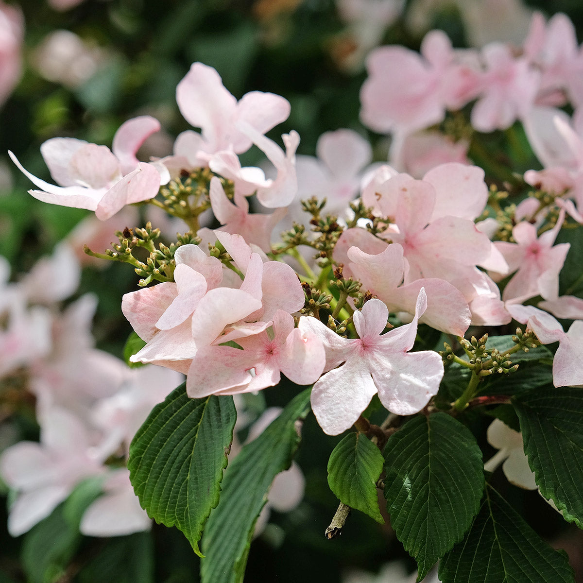 Viburnum plicatum Kilimanjaro Sunrise