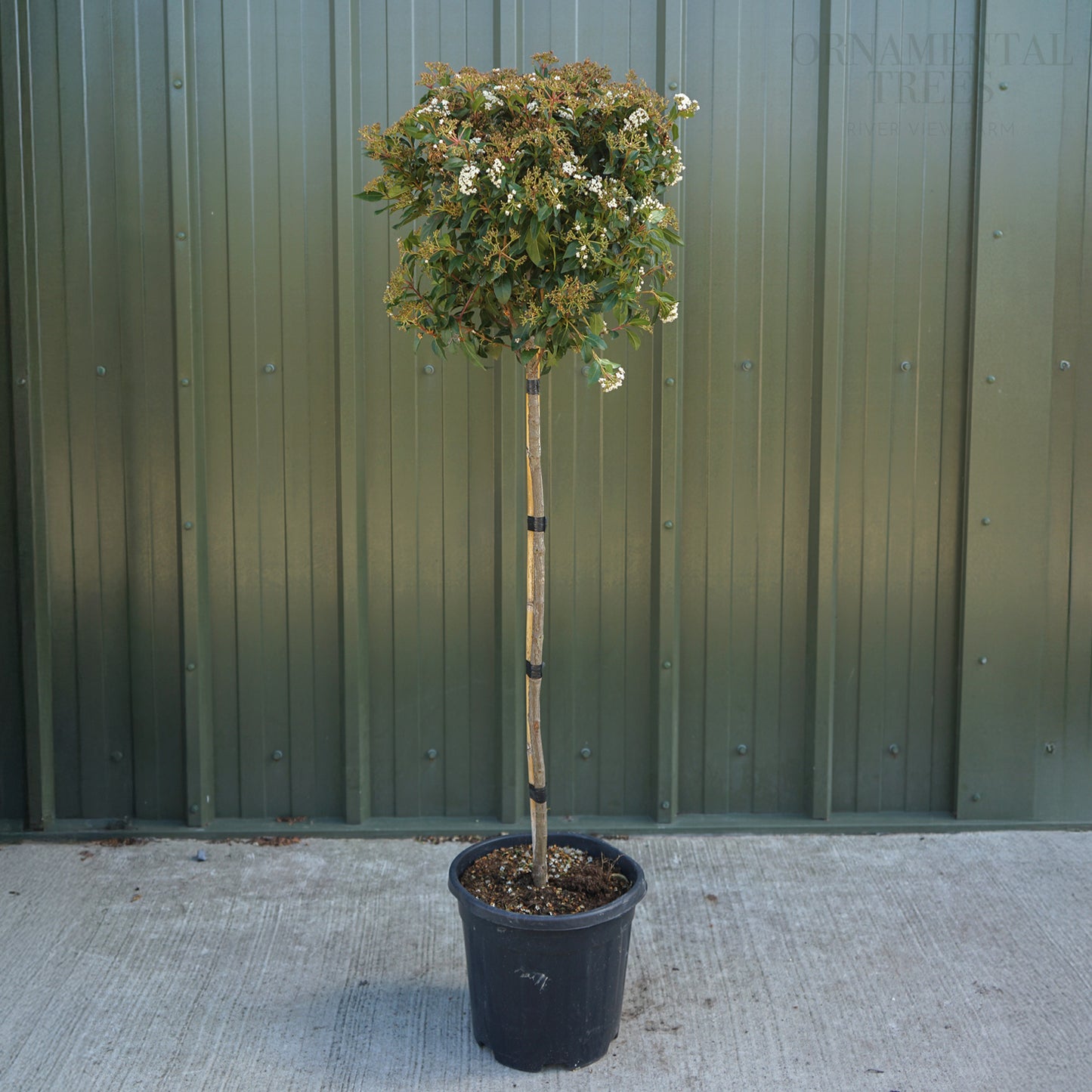 Viburnum 'Eve Price' Half Standard Tree