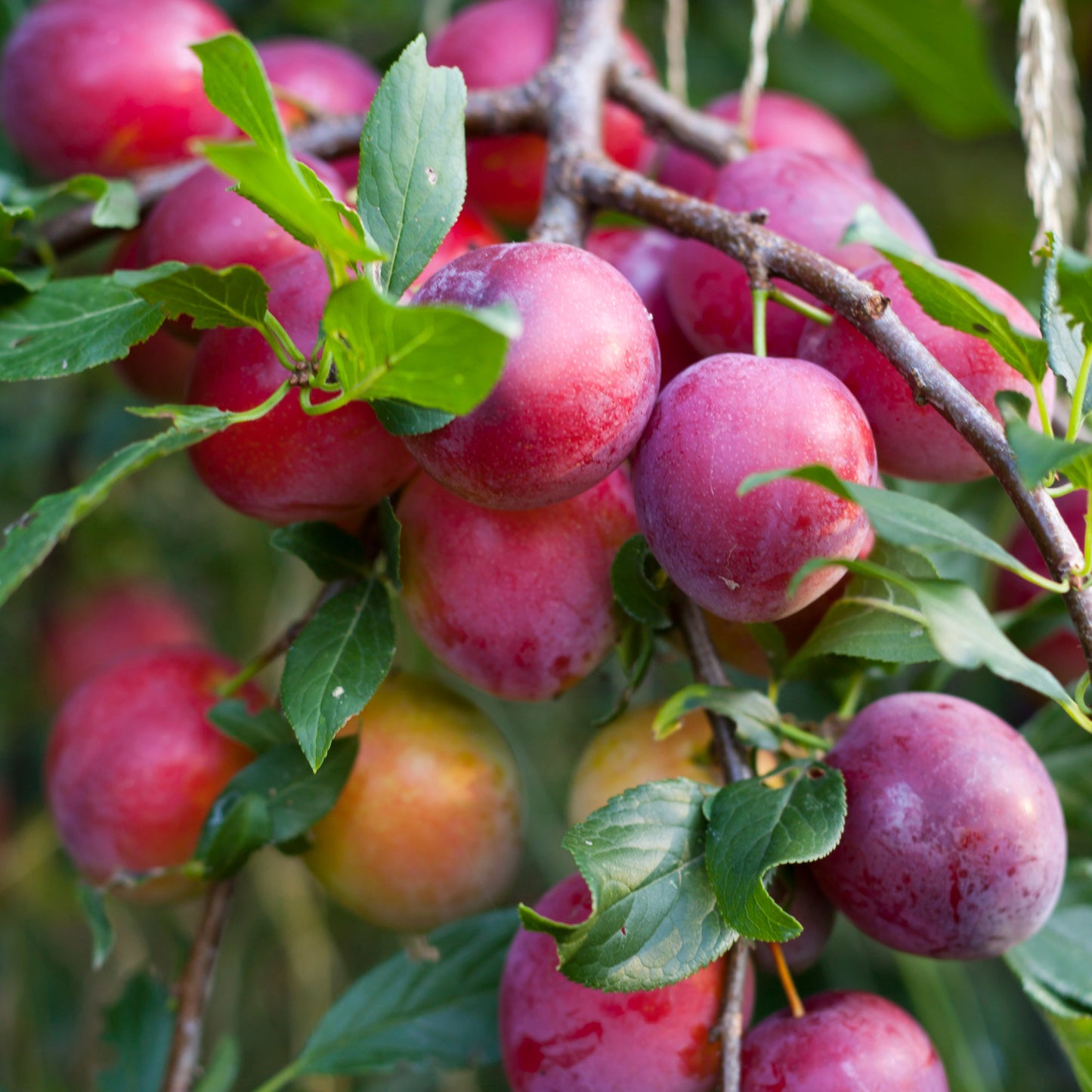 Prunus Victoria Plum tree