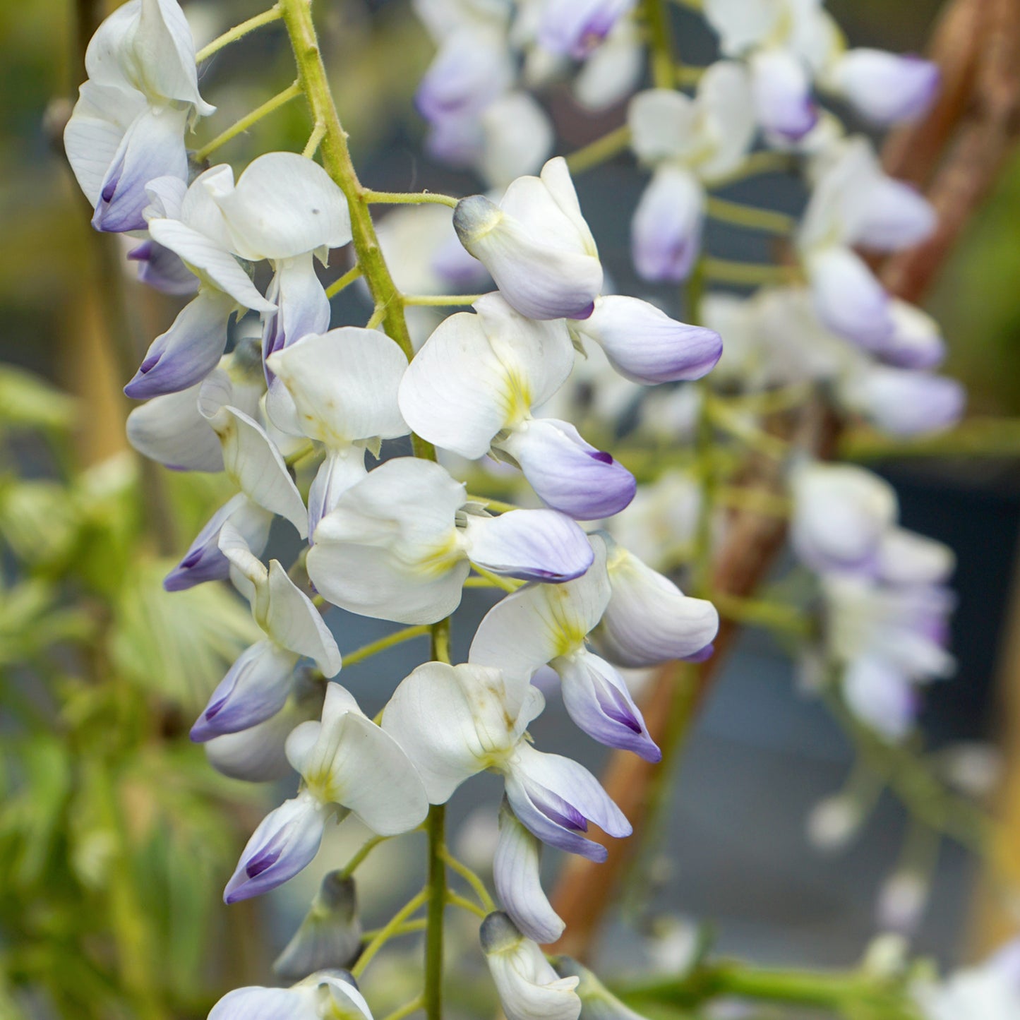 Wisteria floribunda 'Multijuga' Tree