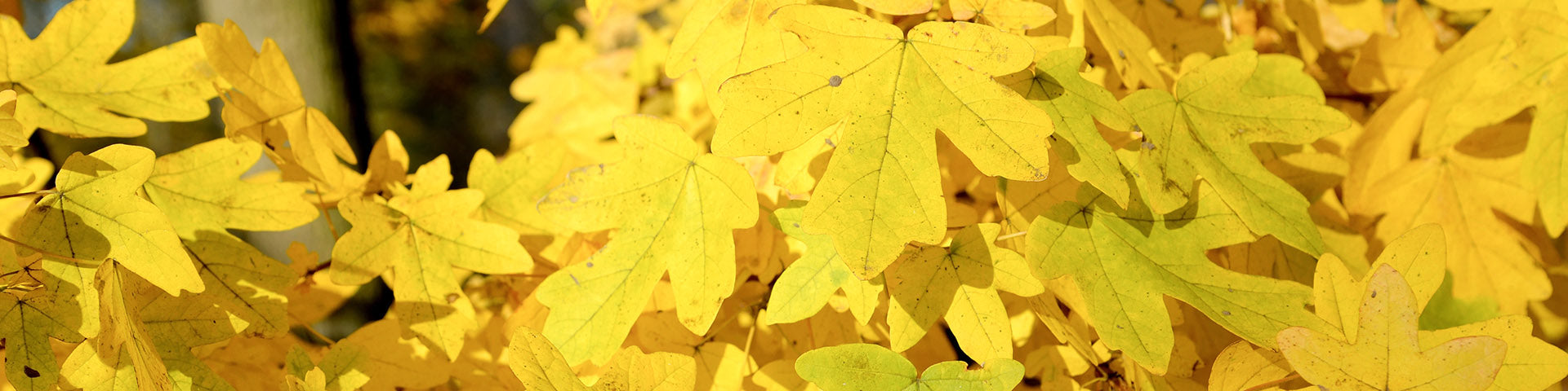Field Maple in autumn
