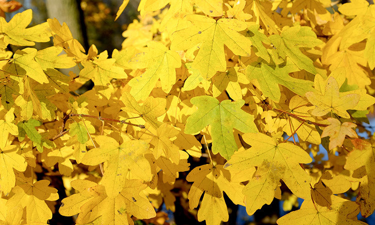 Field Maple in autumn