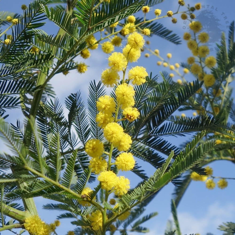 Acacia 'Gaulois Astier' yellow Mimosa flowers