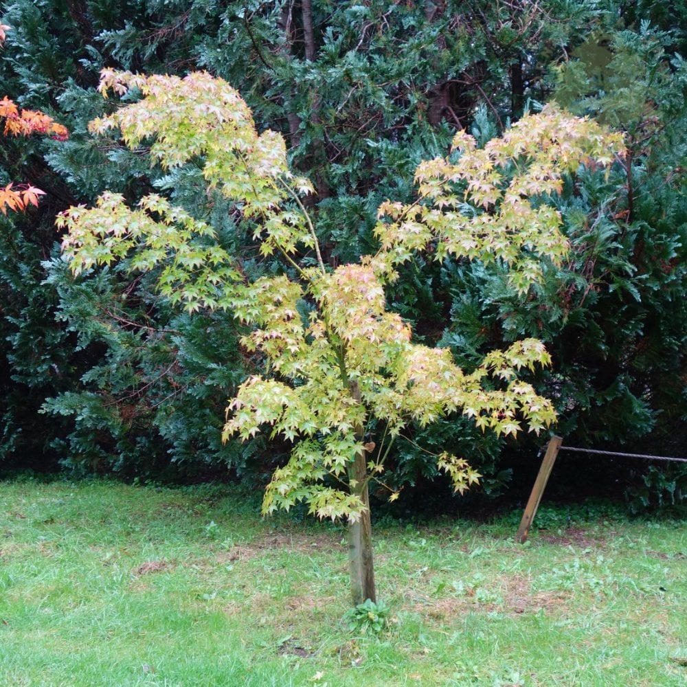 Acer palmatum 'Cascade' tree in garden