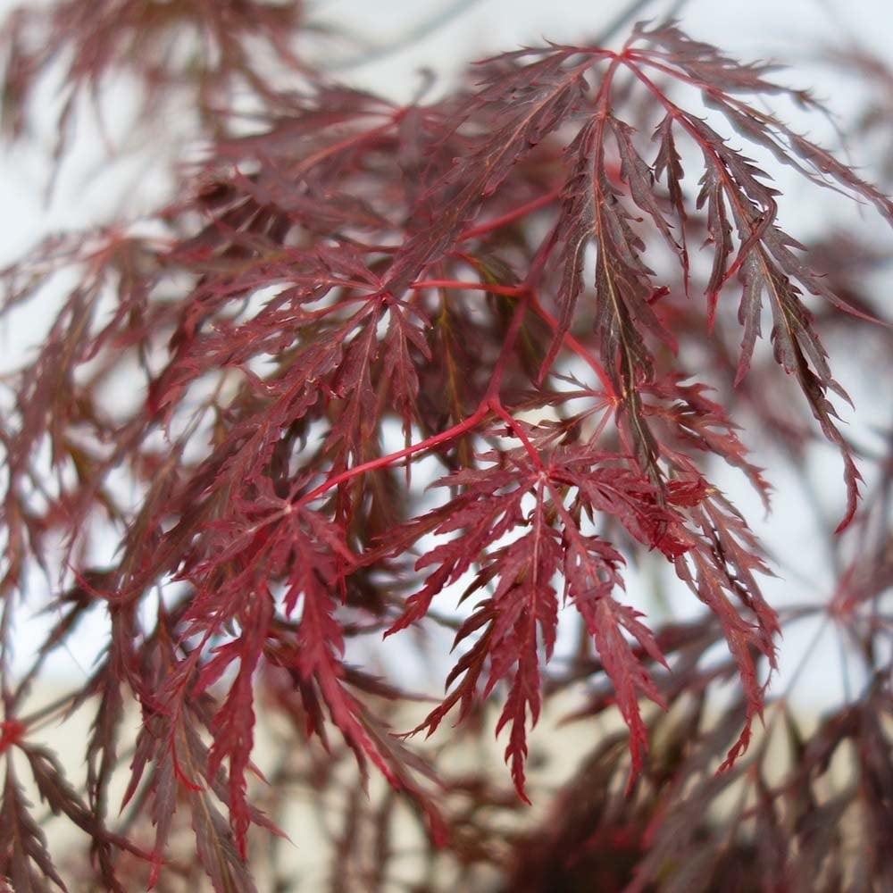 Acer palmatum dissectum 'Ever Red' foliage