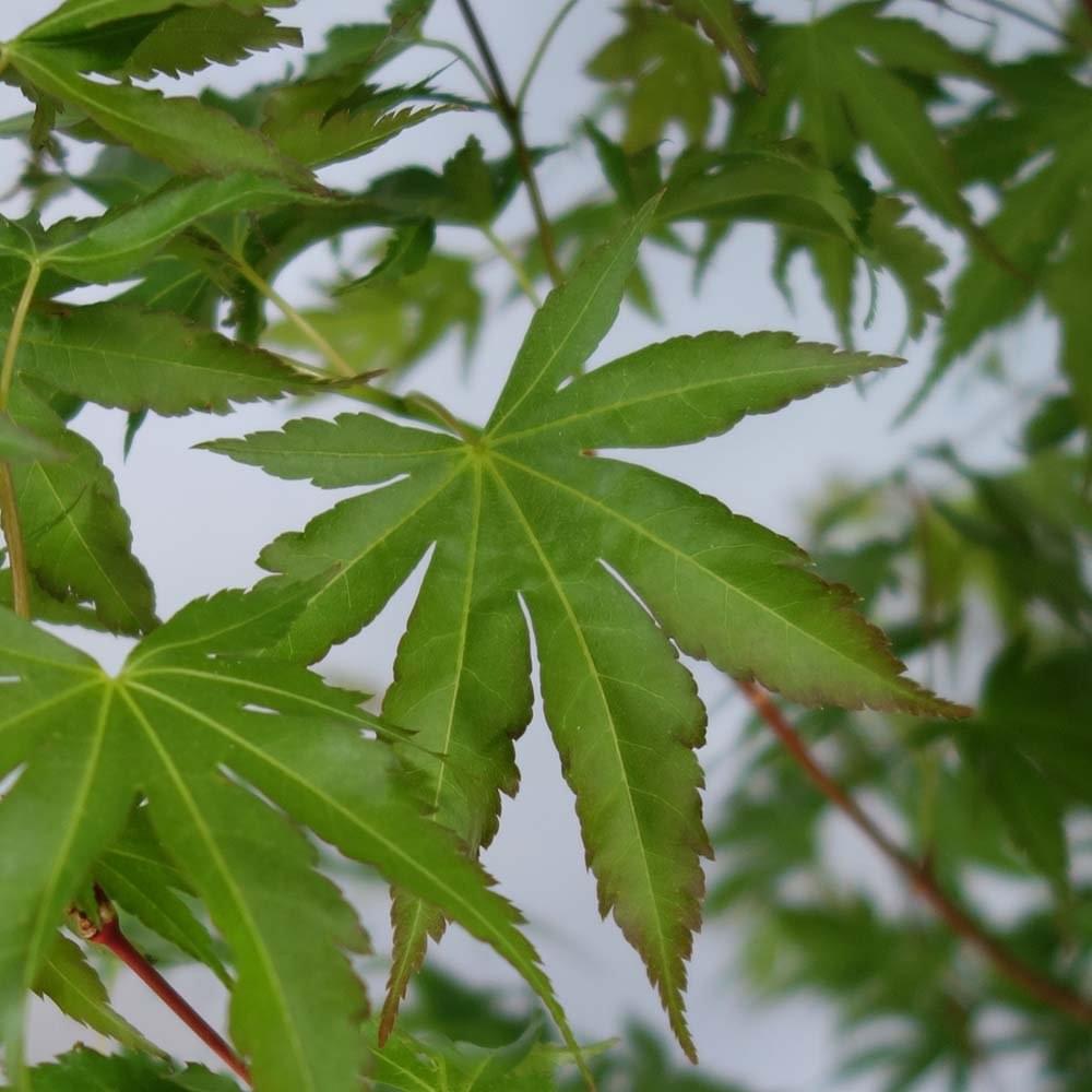 Acer palmatum 'Winter Flame' foliage