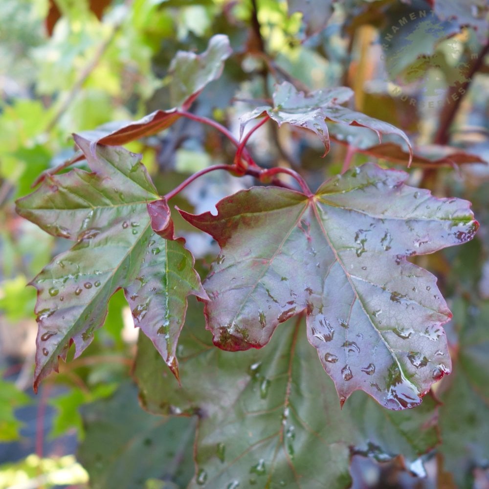 Acer platanoides 'Royal Red' red Maple leaves