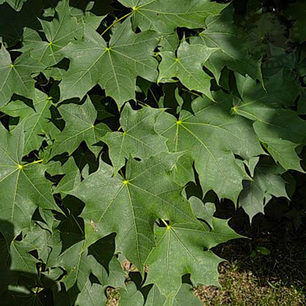 Acer platanoides Norway Maple leaves