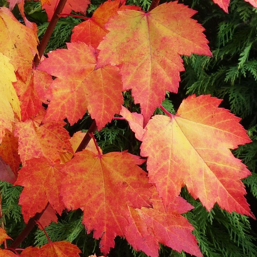 Acer rubrum 'Brandywine' Maple leaves