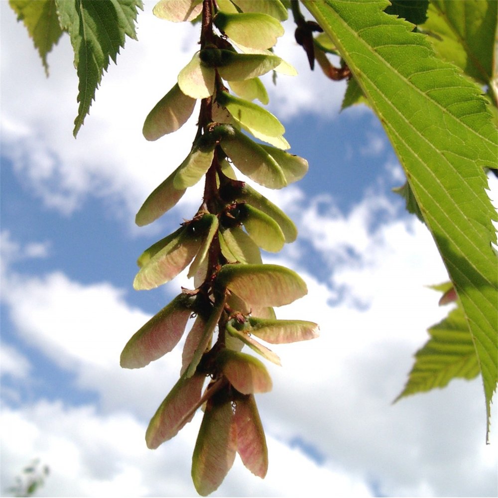 Acer rufinerve Maple winged seeds