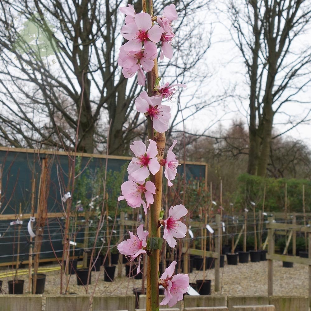 Almond Ingrid pink flowers
