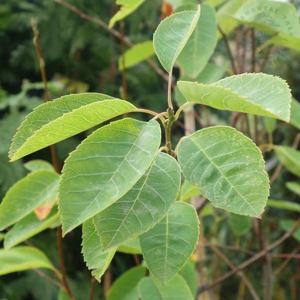 Amelanchier canadensis