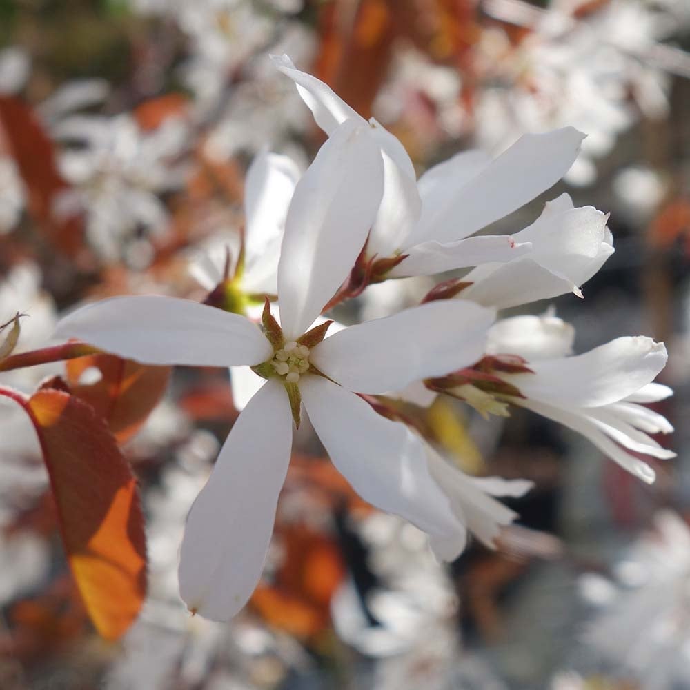 Amelanchier 'La Paloma' white flowers