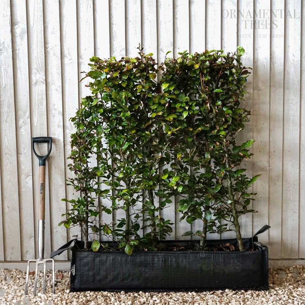 Fagus sylvatica beech instant hedging