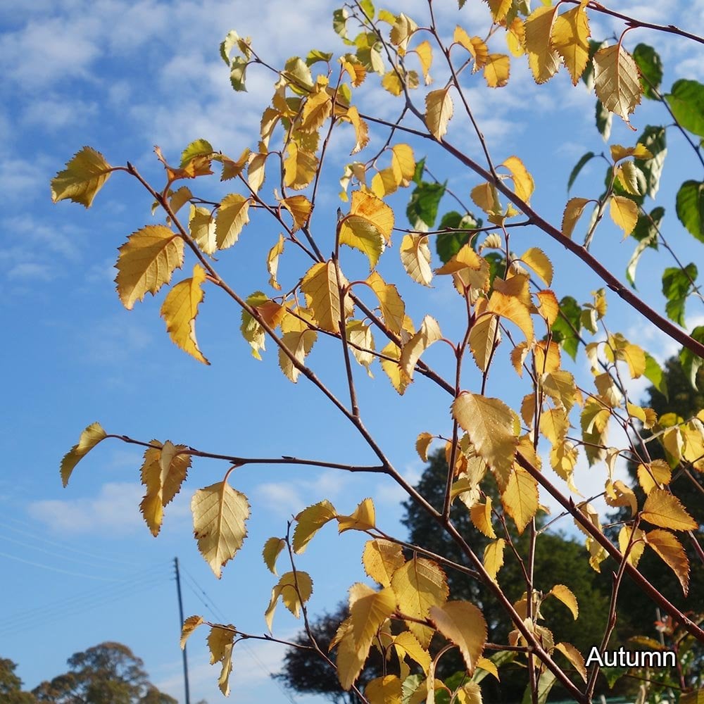 Betula nigra 'Heritage' River Birch tree in autumn