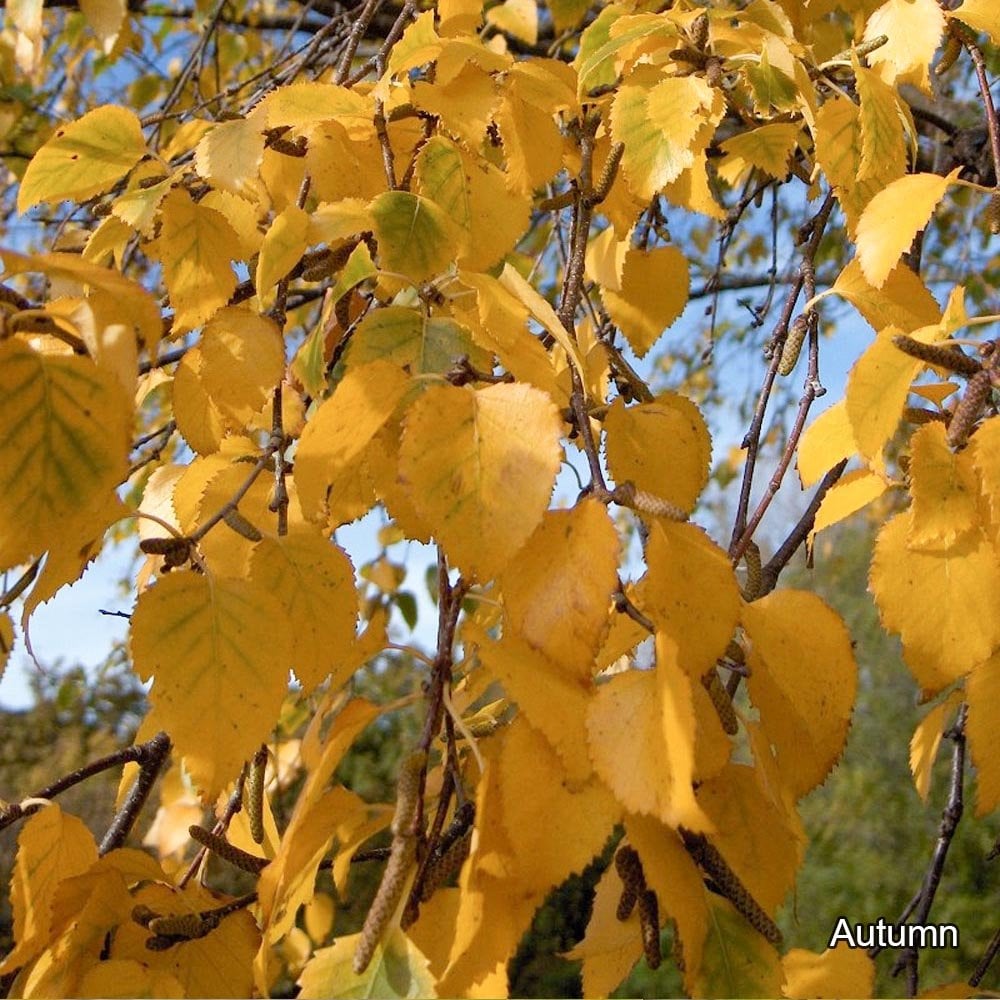 Native Silver Birch autumn foliage