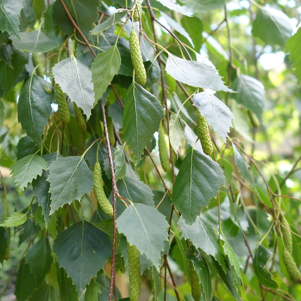 Leaves and catkins on Young’s Weeping Birch