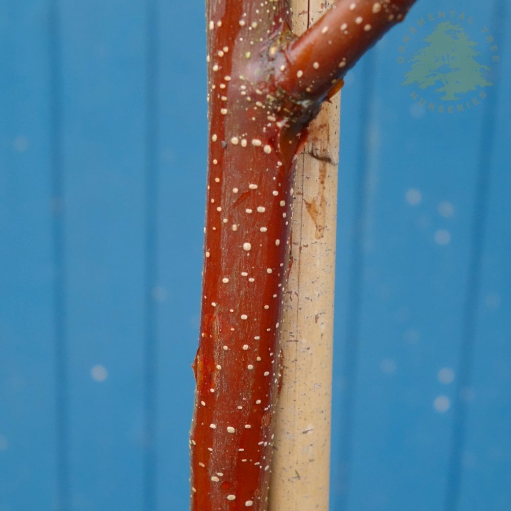 Betula utilis 'Cinnamon' Birch tree