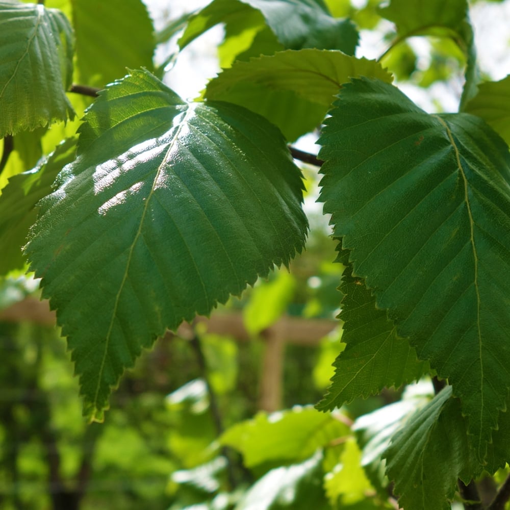 Betula utilis jacquemontii 'Jermyns' Birch leaves