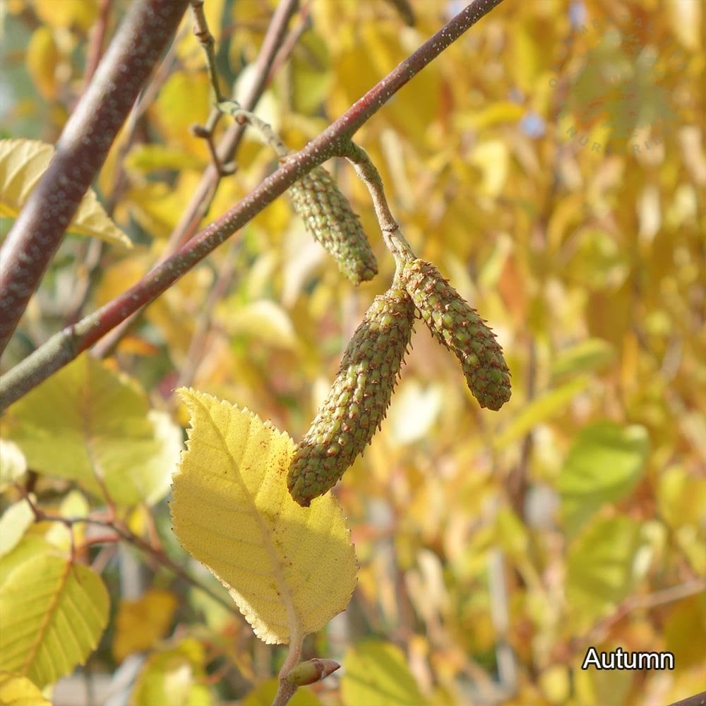 Betula utilis 'Nepalese Orange' Birch in autumn
