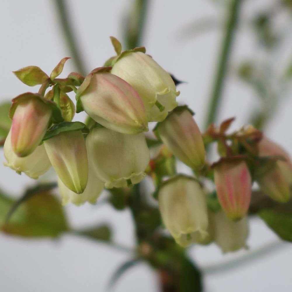 Bluecrop Blueberry flowers