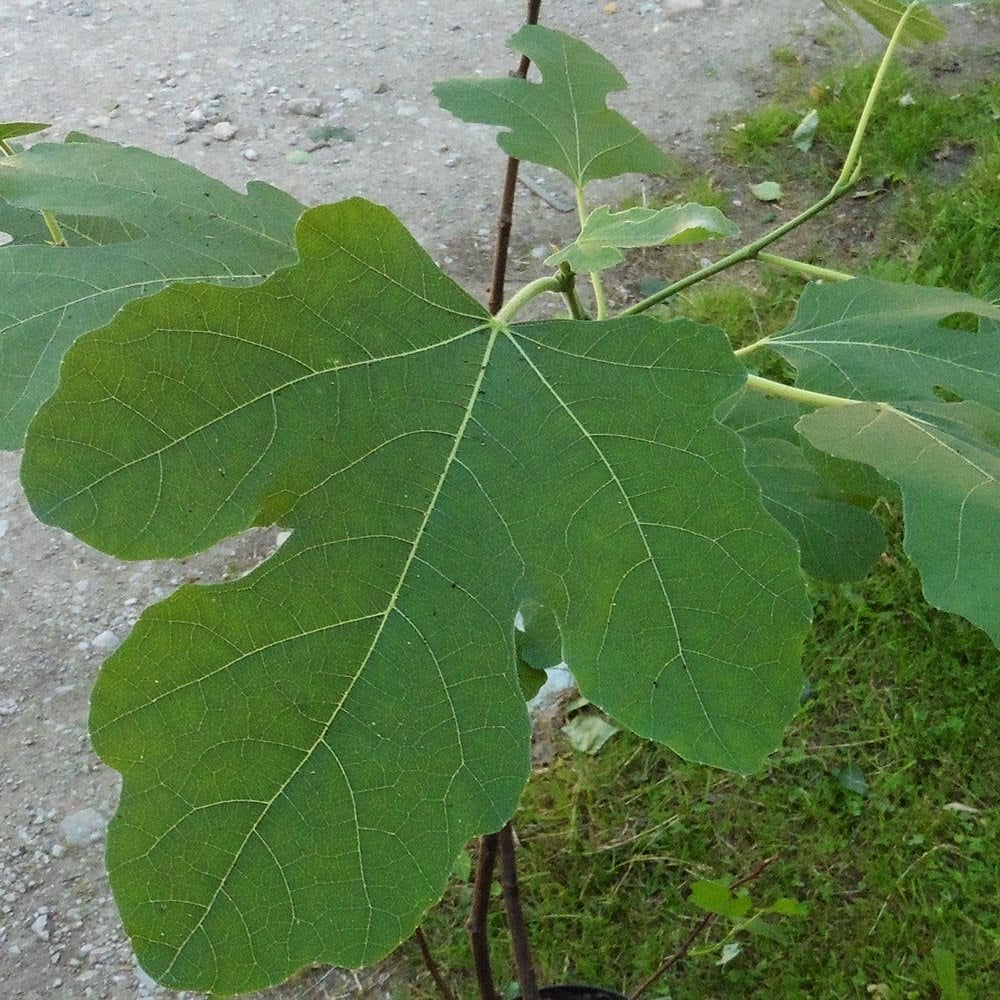 Fig Brown Turkey foliage