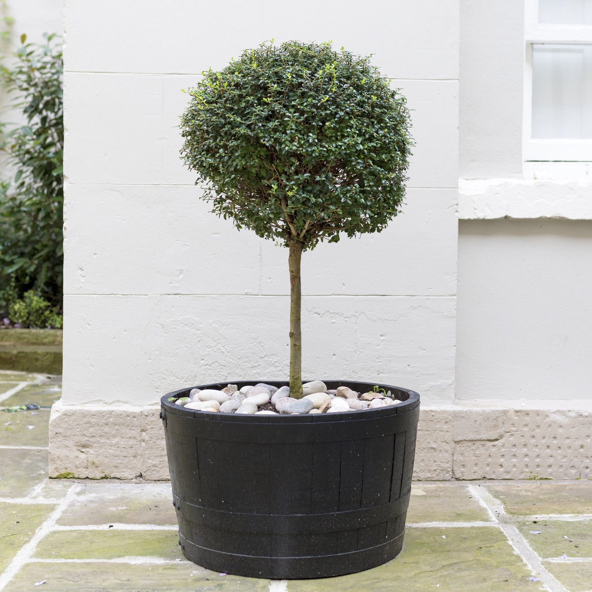Buxus sempervirens Box tree