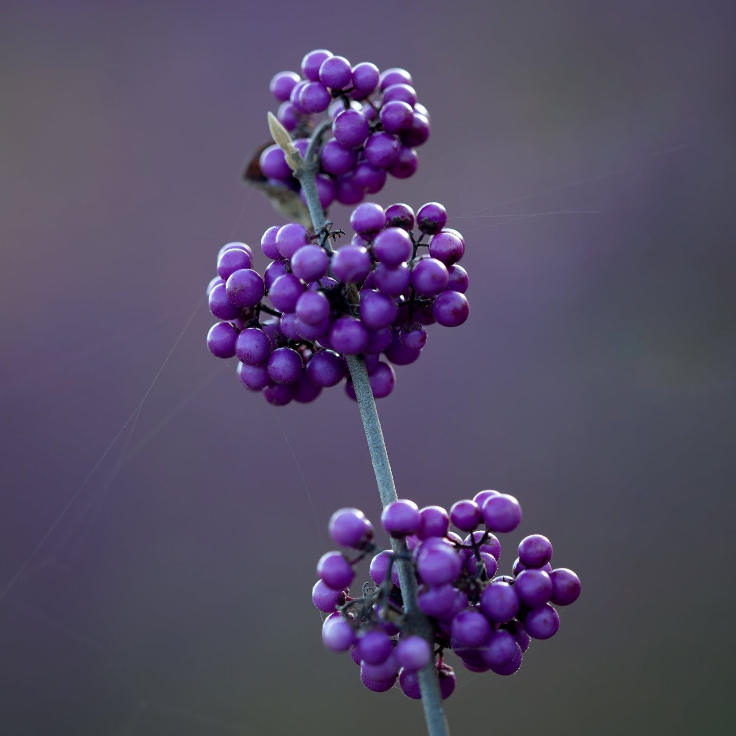 Callicarpa bodinieri 'Profusion' purple beautyberry